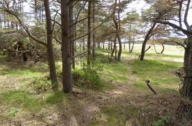 Bildet viser dyneskog dominert av bartrær. Naturtypen er i Rødlista vurdert til kategorien sårbar VU.