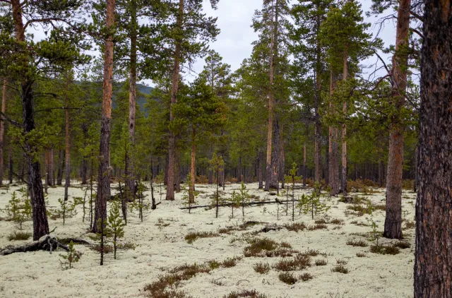lavskog på Grimsmoen i Innlandet