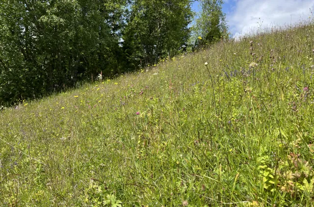 Rik seminaturlig eng