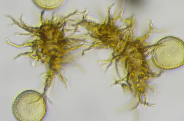 Elaterer og sporer hos slimsoppen Trichia longipalpis