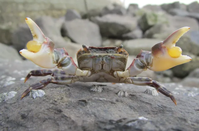 Bildet viser den fremmede krabbearten Hemigrapsus sanguineus, og er tatt i Dunkerque i Frankrike. 