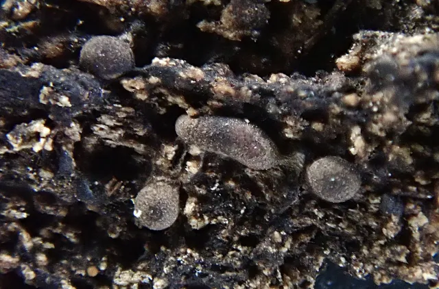 Plasmodiokarper hos slimsoppen Trichia longipalpis