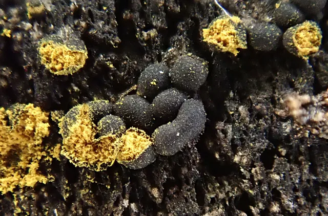 Plasmodiokarper hos slimsoppen Trichia longipalpis