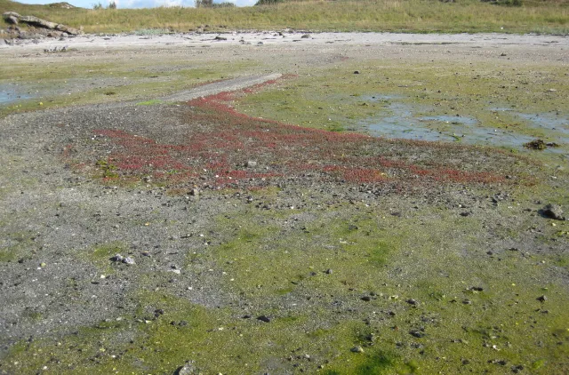 Saltanrikingsmark i fjæresonen