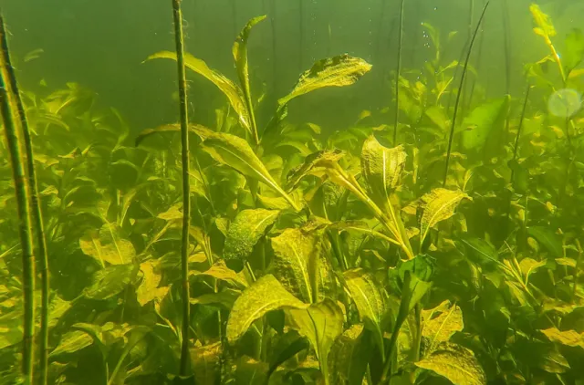 Bildet viser naturtypen Svært kalkrik undervannseng i innsjø i boreonemoral og sørboreal sone