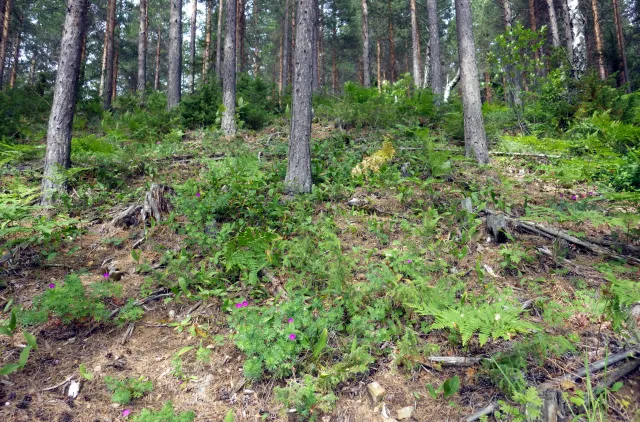 Urterik skogbunn med furutrær