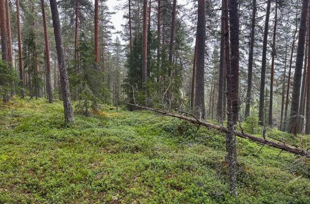 Skogbunn med lyng og furutrær