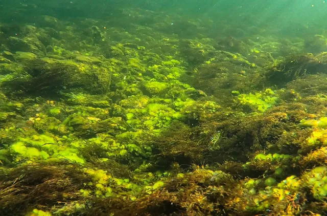 Bildet viser naturtypen utstrømspåvirket svært til ekstremt ​kalkfattig elvebunn i mellom- og nordboreal sone, som i rødlista er vurdert til kategorien nær truet NT.