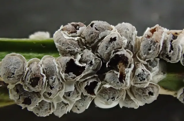 Slimsoppen Diderma alpinum med hvite sporokarper 