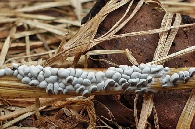 Slimsoppen Diderma alpinum med uregelmessige, puteformede sporokarper som sitter flere tett sammen.