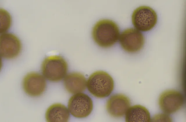 Brune, runde sporer hos slimsoppen Diderma alpinum