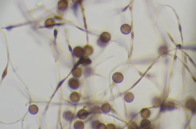 Små, runde, brune sporer hos slimsoppen Diderma alpinum