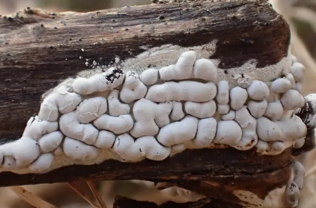 Slimsoppen Diderma alpinum med uregelmessige, puteformede sporokarper som sitter flere tett sammen.