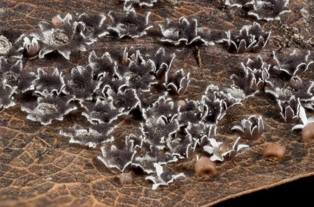 Brune og hvite strukturer (sporokarper) hos slimsoppen Diderma asteroides