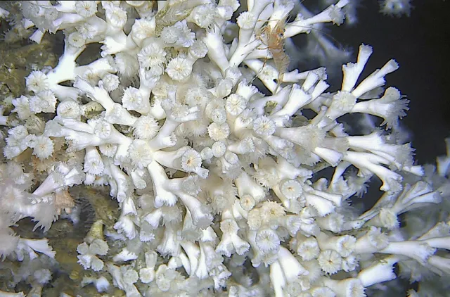 Nærbilde av polyppene til øyekorallen Desmophyllum pertusum