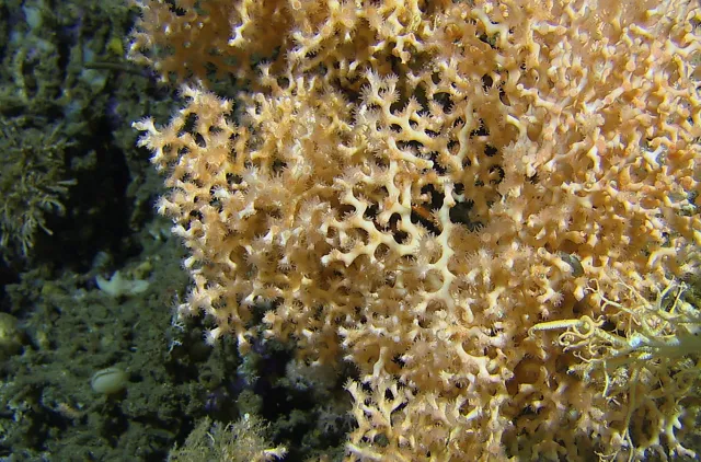 Sikksakkkorallen Madrepora oculata