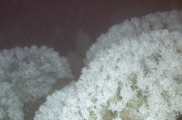 Korallrev bygget av øyekorallen Desmophyllum pertusum