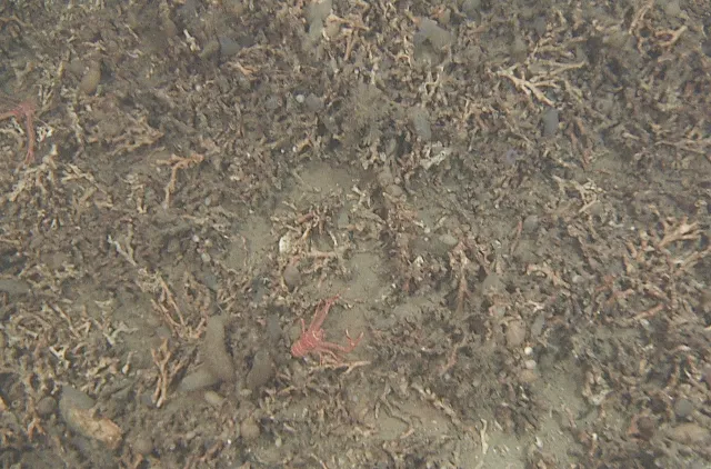 orallgrus med dyrene trollhummer Galathea og kappedyr (Tuniata)