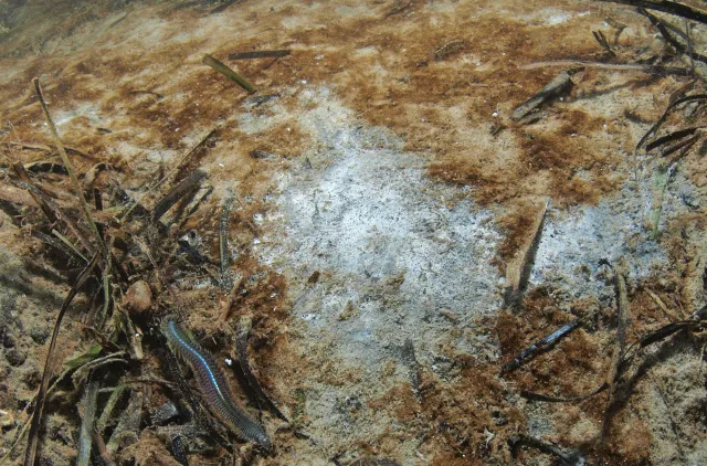 Et hvitt lag av bakterieslekten Beggiatoa (Liklagen) som er hyppig ved lave oksygenforhold