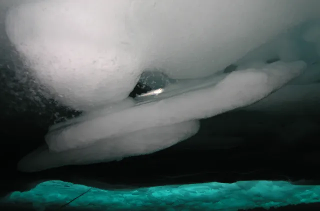 Polartorsk Boreogadus saida under havis. Framstredet.