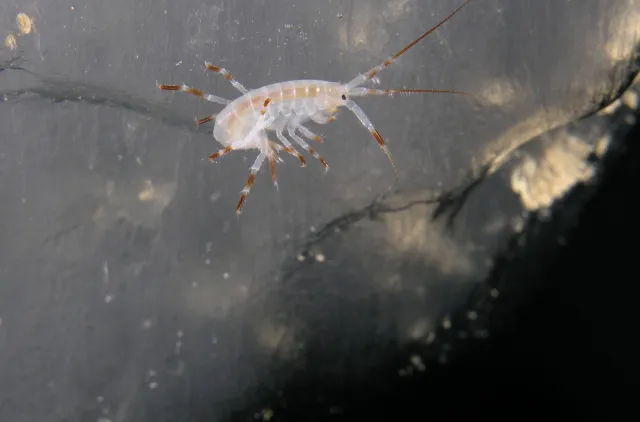 Is-tangloppen Gammarus wilkitzkii på havis. Framstredet.