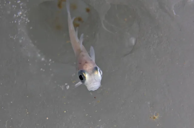 Polartorsk Boreogadus saida i hulrom i havis. Framstredet.