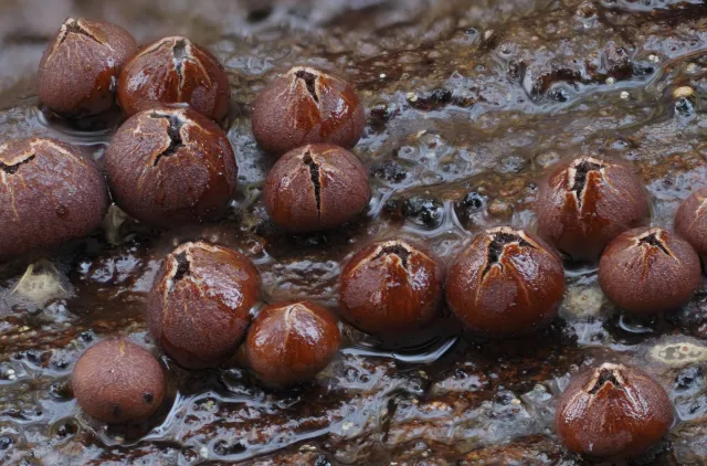 Flere mørkebrune, kulerunde sporokarper hos slimsoppen Diderma asteroides som er i ferd med å sprekke opp på toppen.