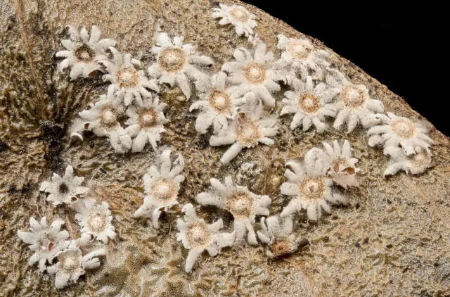 Flere flate, hvite, stjerneformede sporokarper hos slimsoppen Diderma asteroides som ligger ved siden av hverandre.