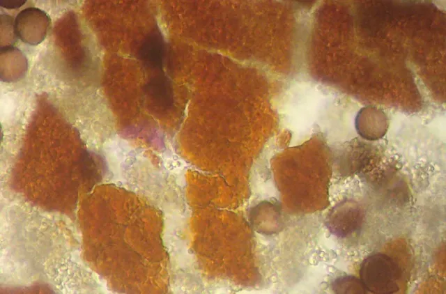 Små oransje flak som er fragmenter av indre og ytre peridium