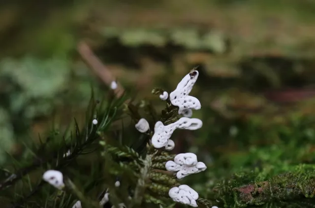 Et moseskudd med hvite klumper