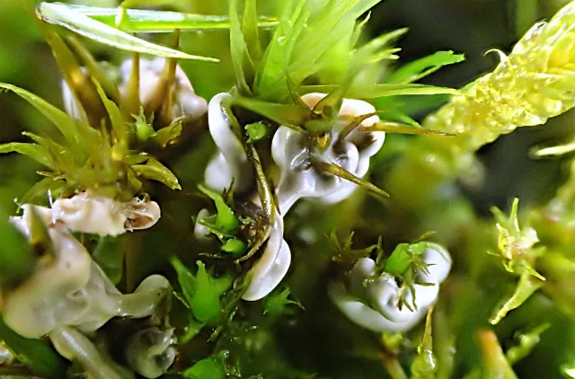 Moseskudd med hvite klumper