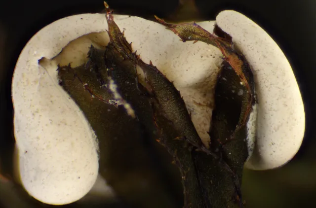 Nærbilde av en hvit plasmodiokarp formet som en liggende S som vokser på mose