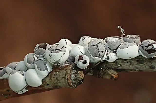 Nærbilde av kvist eller strå med hvite, puteforma sporokarper.