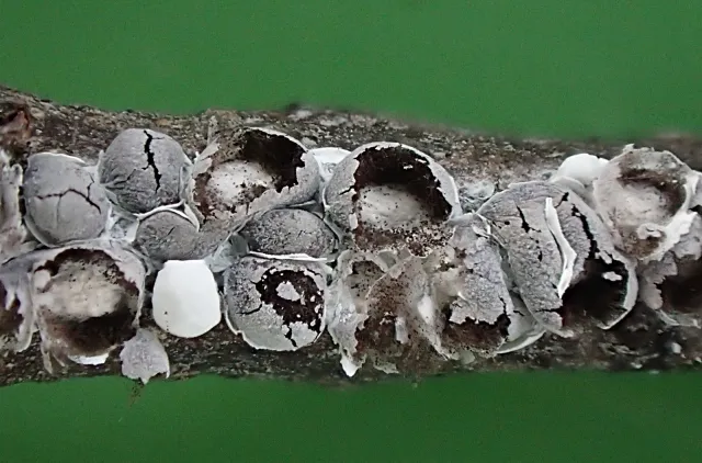 Nærbilde av kvist med gråe, runde, oppsprukne sporokarper.