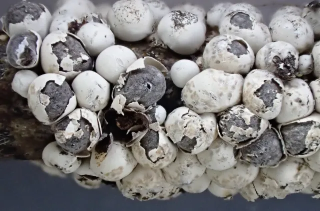 Nærbilde av kvist med mange, hvite og puteforma sporokarper der mange har sprukket opp og avslører en grå innside.