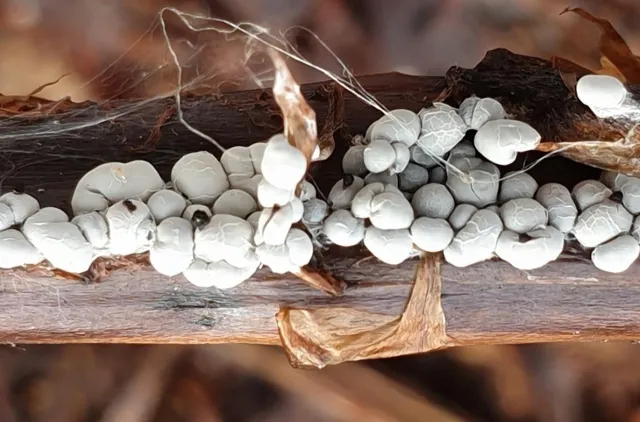 Nærbilde av en stilk med hvite sporokarper