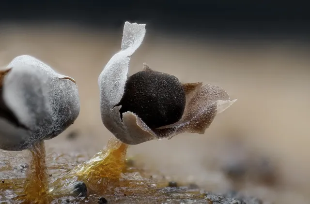 Nærbilde av to oppsprukne sporokarper som sitter på en gul stilk.