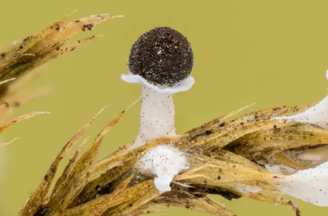 Nærbilde av et strå med en slimsopp-sporokarp med hvit fot og mørkt rundt hode.