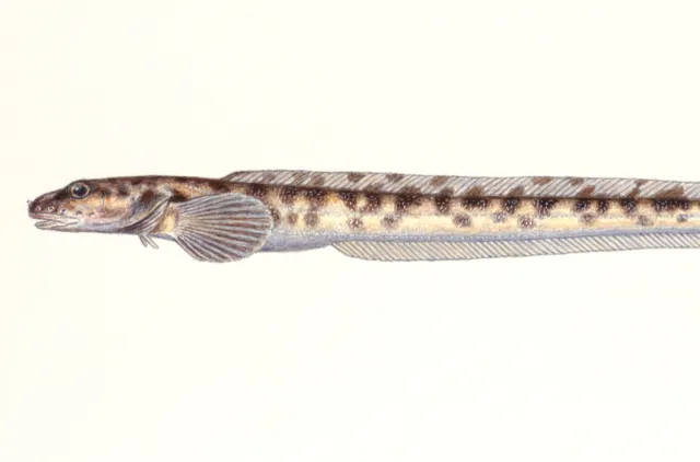 Illustrasjon av en avlang gulhvit fisk med brune prikker