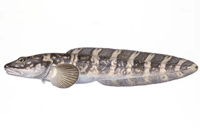 Illustrasjon av en brun fisk med hvite tversgående striper