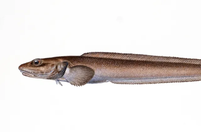 Illustrasjon av brun, avlang fisk med mange små, lyse prikker