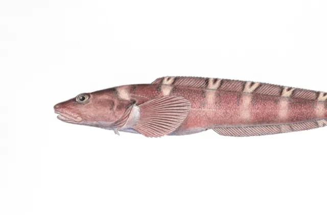 Illustrasjon av en rosa fisk med tversgående hvite og svarte striper