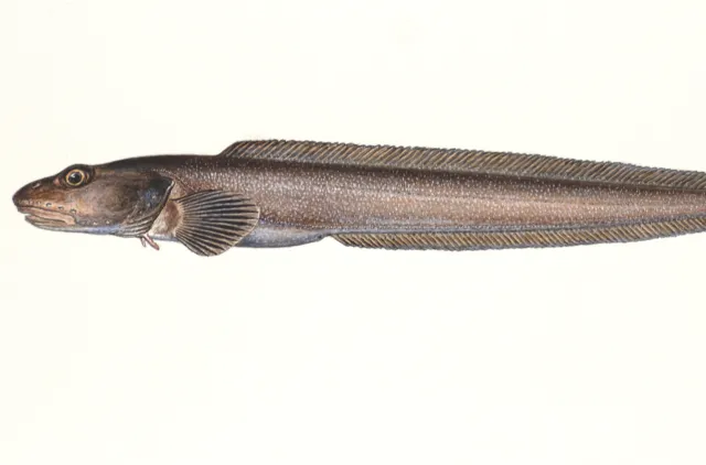 Illustrasjon av en brun, avlang fisk med mange små lyse flekker