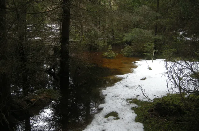Granskog med litt snø på bakken