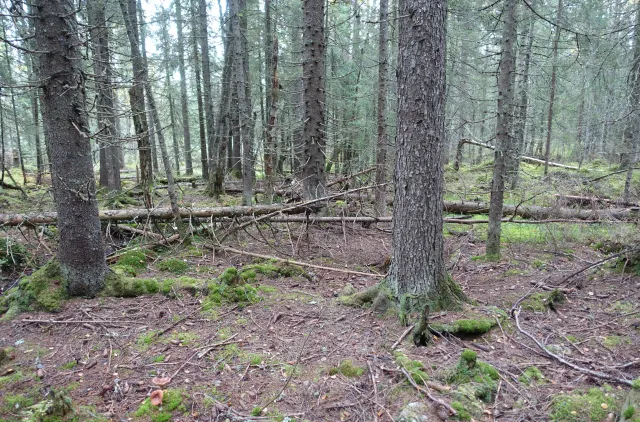 Grøftet skog med trær
