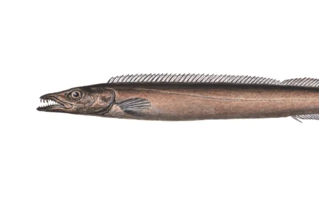 Illustrasjon av en brun, land og smal fisk