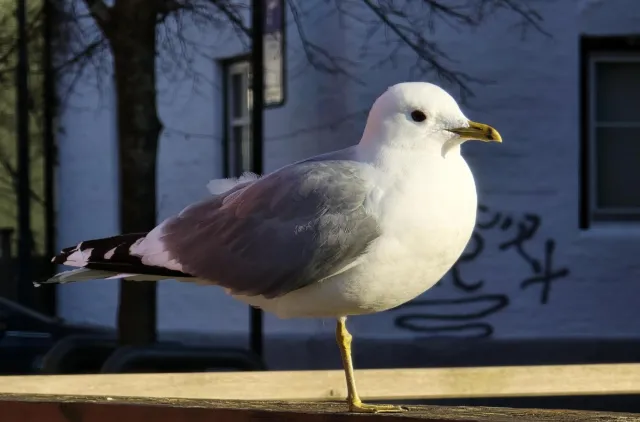Fugl på ett ben