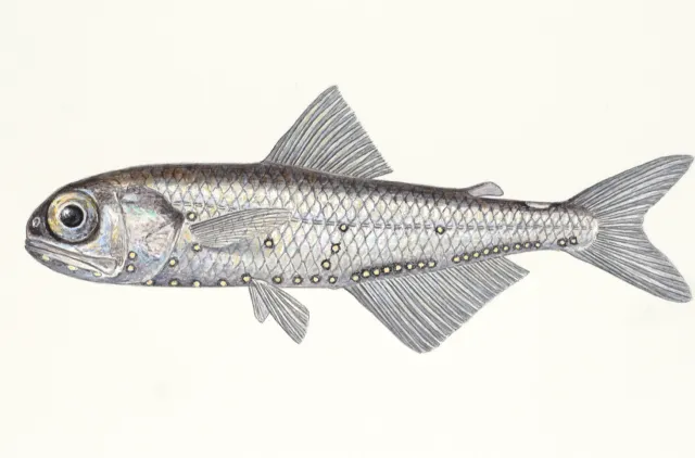 Illustrasjon av en sølvblank fisk