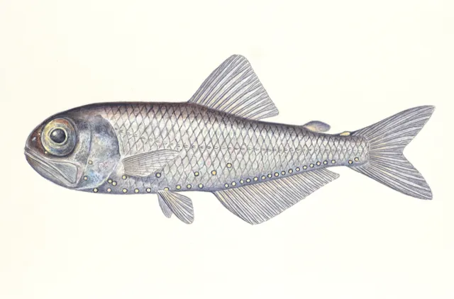 Illustrasjon av en sølvblank fisk