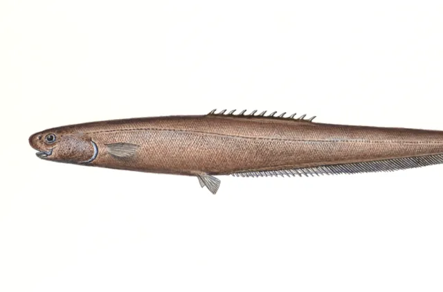 Illustrasjon av en brun, avlang fisk